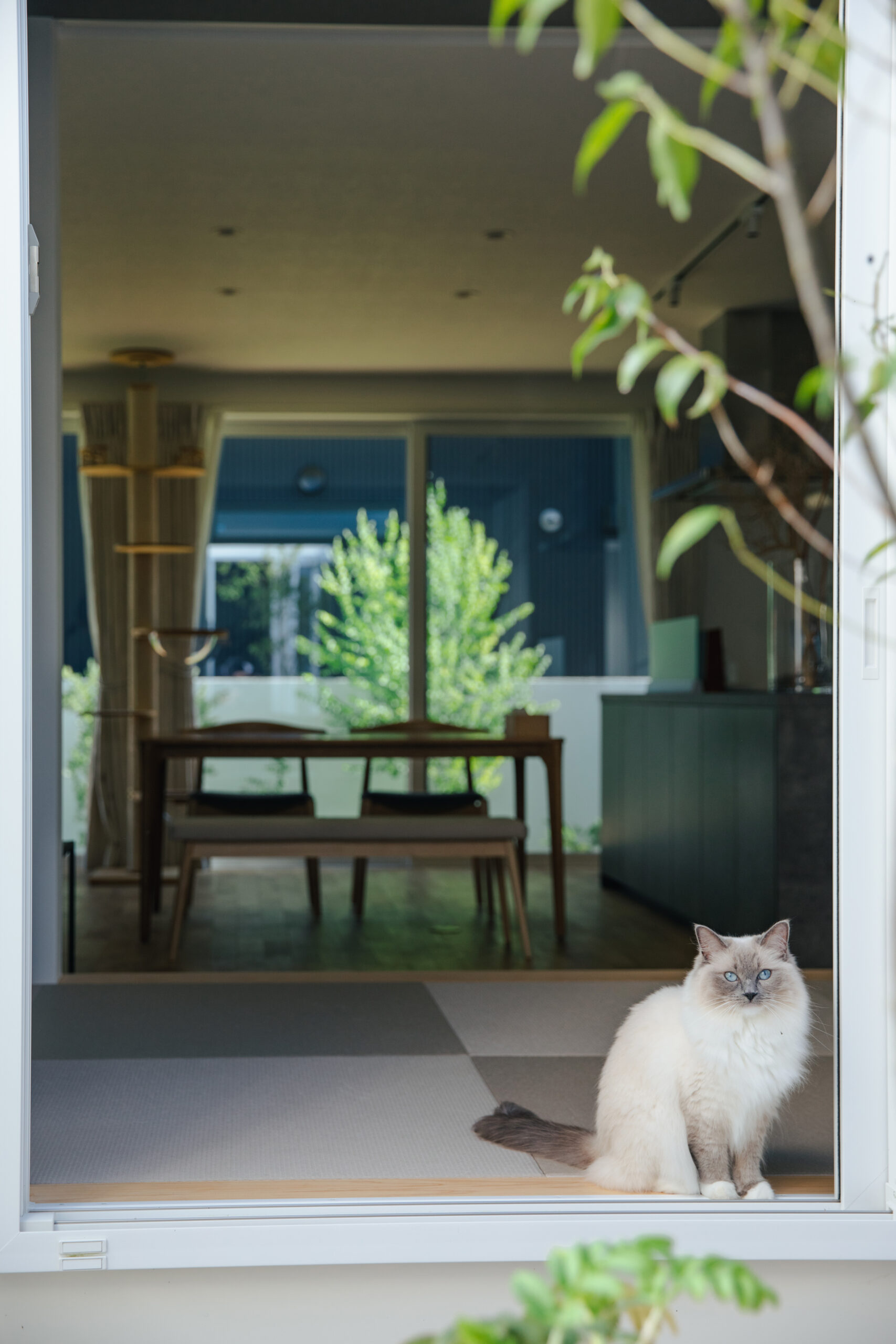 猫と心地よく暮らす平屋