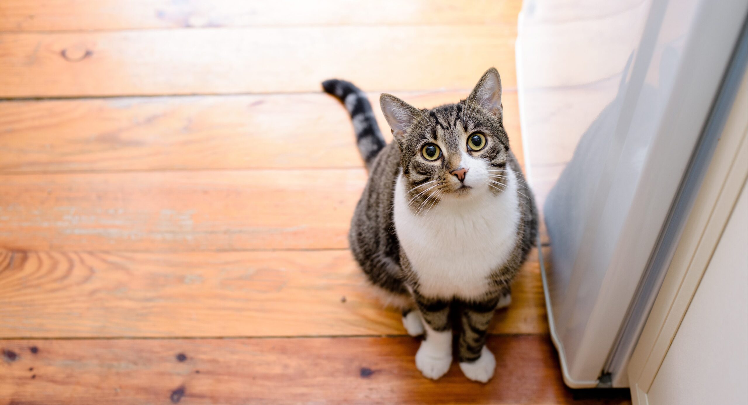 猫と人が快適に暮らす家づくりの５大原則