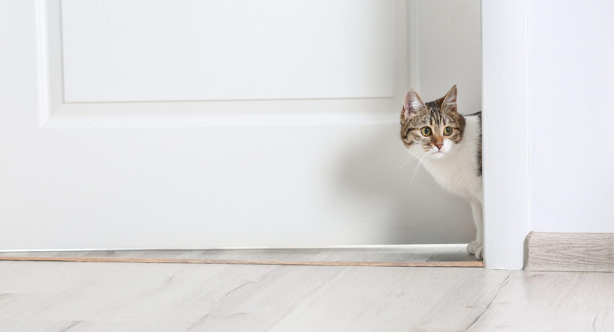《間取り・設備編》猫と暮らすアイデア8選