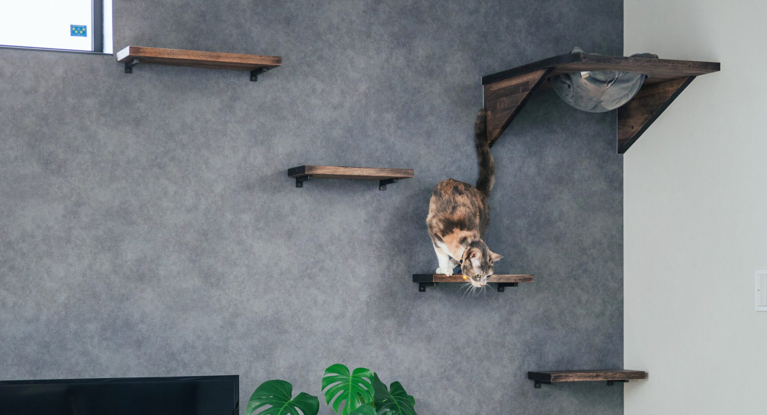 猫が心地よく暮らすための「上下運動」と居場所づくり